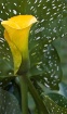 Calla Lily