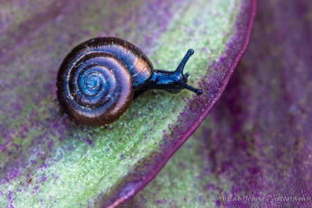 Black Snail