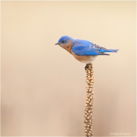 Bluebird Balancing on Mullen at Valley Forge