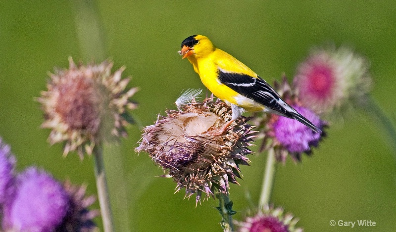 Goldfinch's Delight