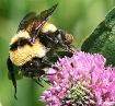 Busy Bee on a hot...