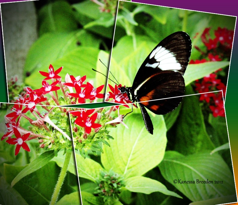 Butterfly....