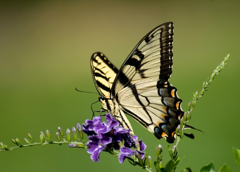 Tiger Swallowtail 2 - ID: 13066553 © Michael Cenci