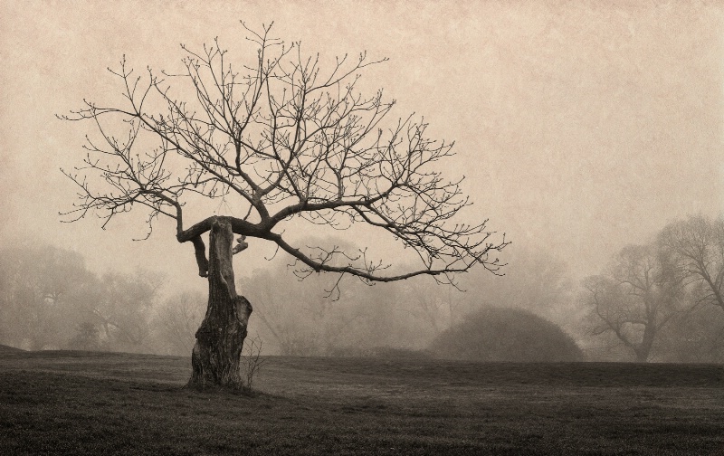 Aboretum trees on a foggy morning