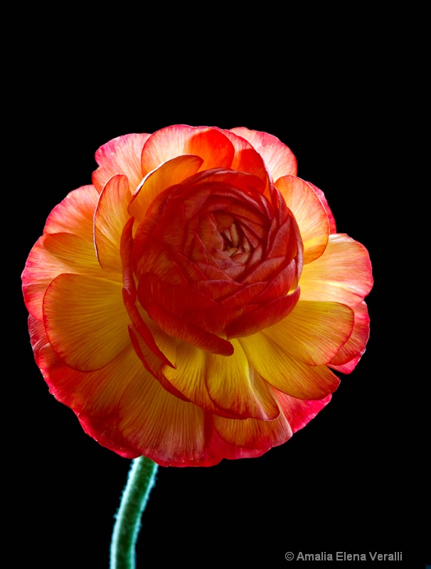 Ranunculus, red and yellow