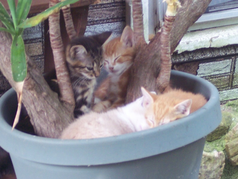 kittens in a planter