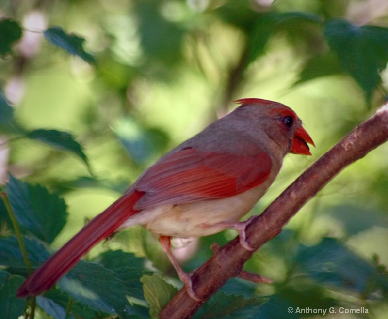 Red Bird