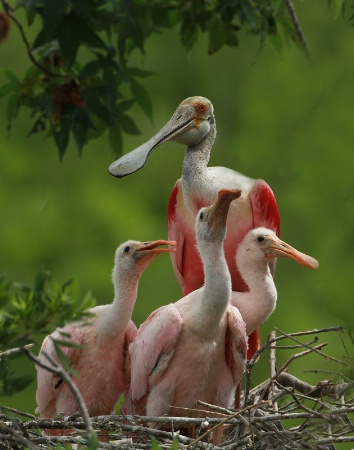 Spoonbills