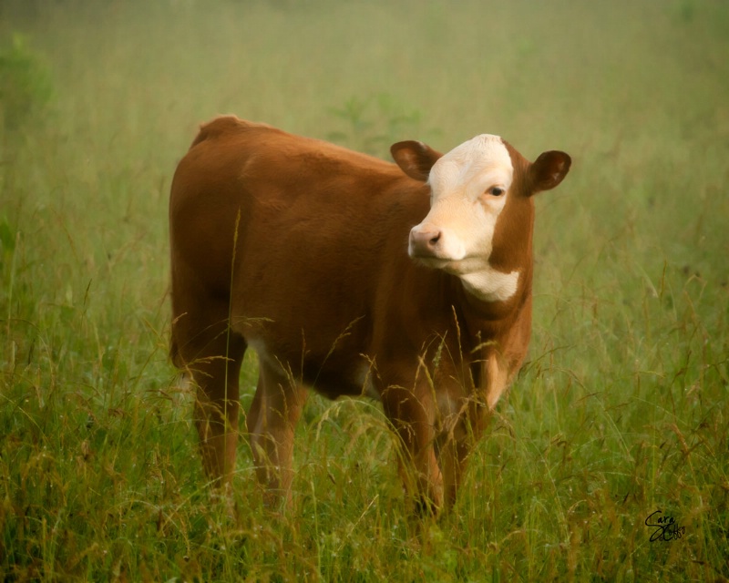 calf in the mist