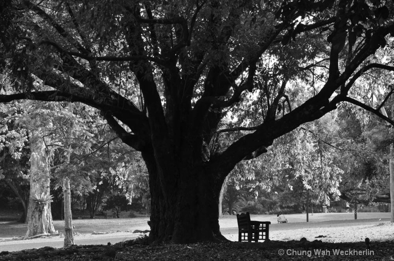 Under the big tree