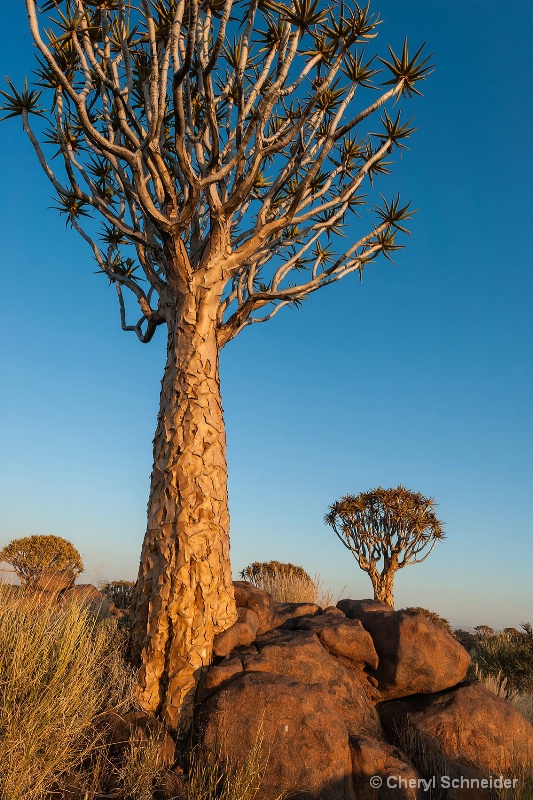 Quiver Tree Forest 002