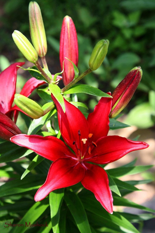 Lillies in Red!