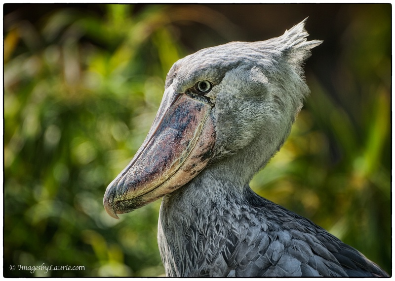 Portrait of a Shoebill Stork