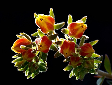 Backlit Buds