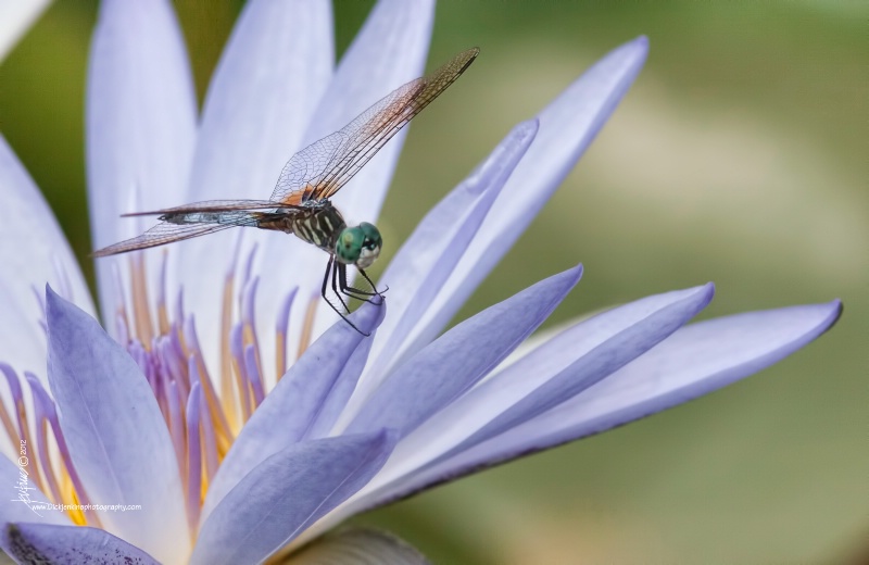 <b>Dragonfly On Lily</b>