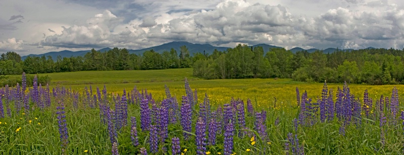 Lupines