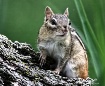 Friendly Chipmunk...