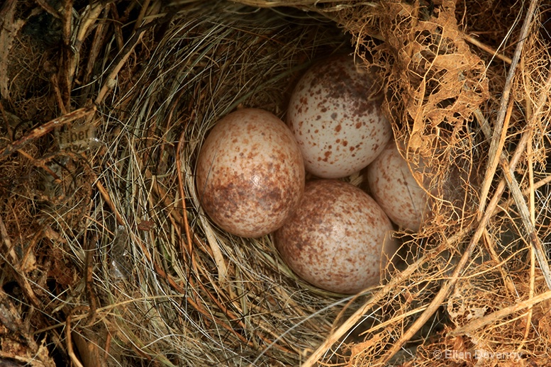 Fiber and Speckled Eggs