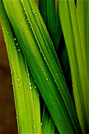 Drops On Stalks