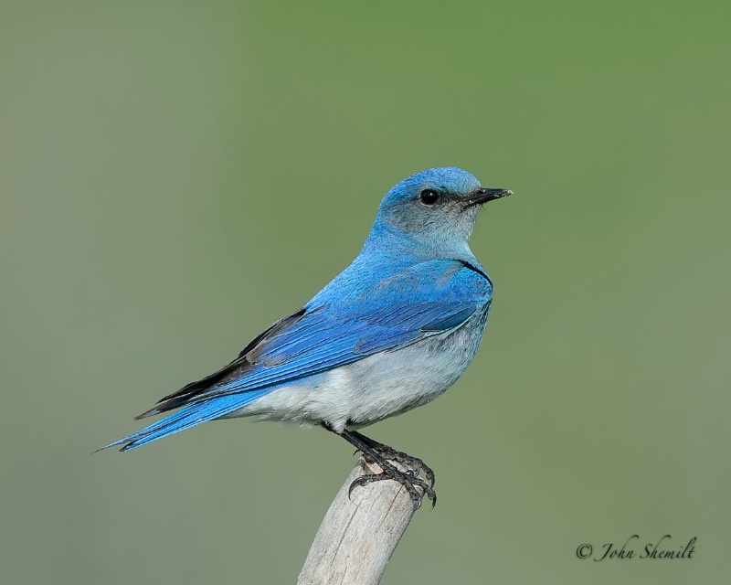 Mountain Bluebird - June 13th, 2012 - ID: 13071346 © John Shemilt