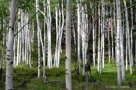 June Aspens