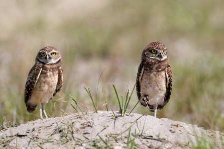Burrowing Owl Buddies