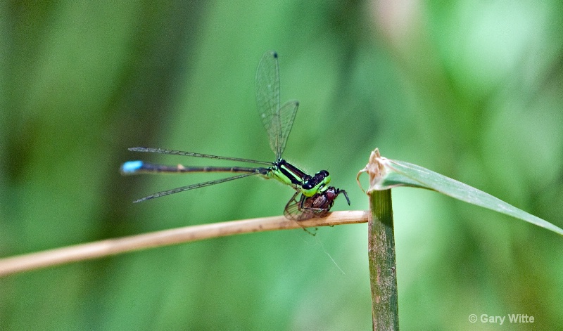 Damselfly & Lunch