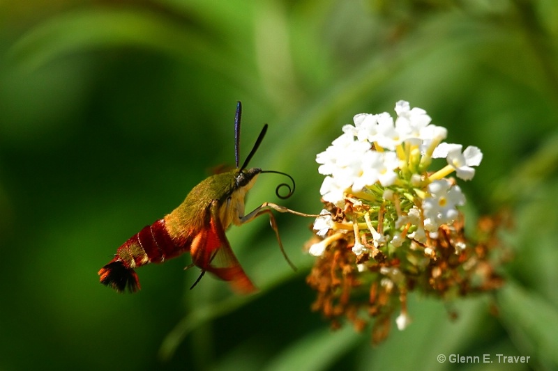 Hummingbird Clear-wing Moth