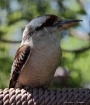 Laughing Kookabur...