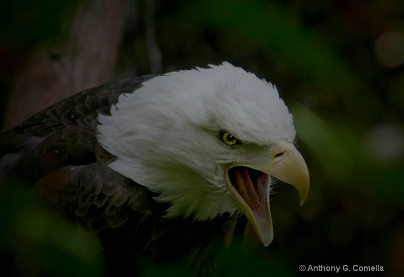 American Bald Eagle Zoo view~