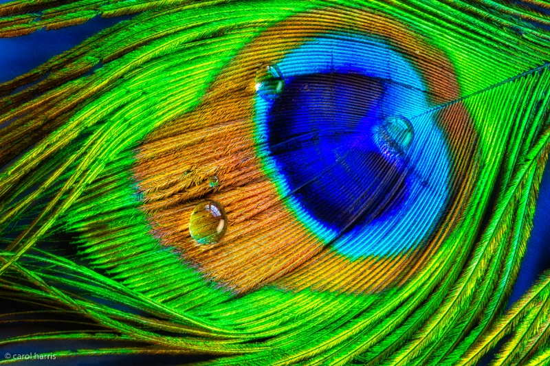 An Old Wet Peacock
