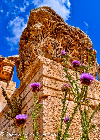 ~ ~ THISTLES AND RUINS ~ ~