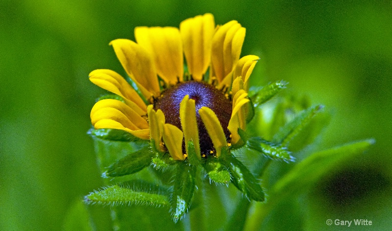 Blackeyed Susan