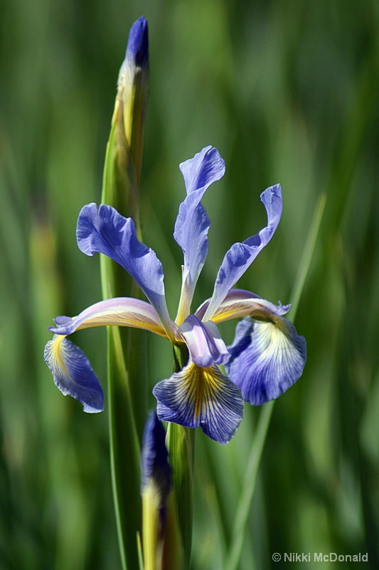 Blue Flag Iris