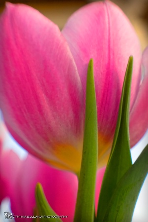 Pink Tulip