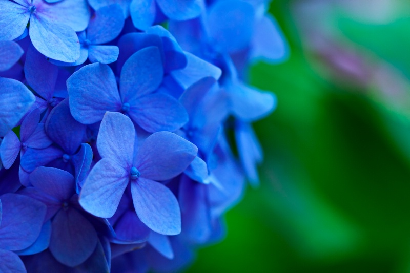 Hydrangea