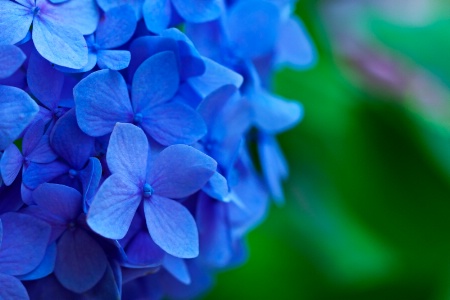 Hydrangea