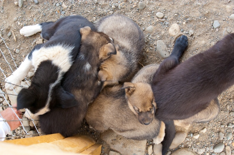 Sled dog pups - ID: 13073648 © Steve Pinzon
