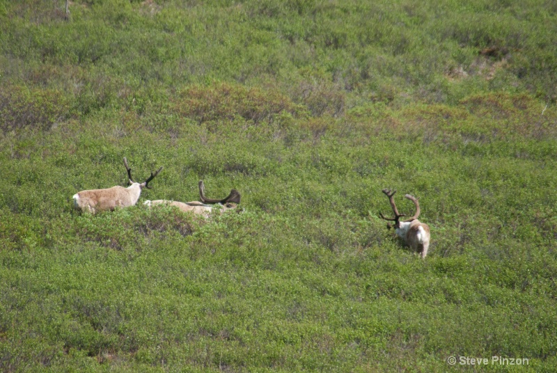 Caribou in Denali Park
 - ID: 13073649 © Steve Pinzon