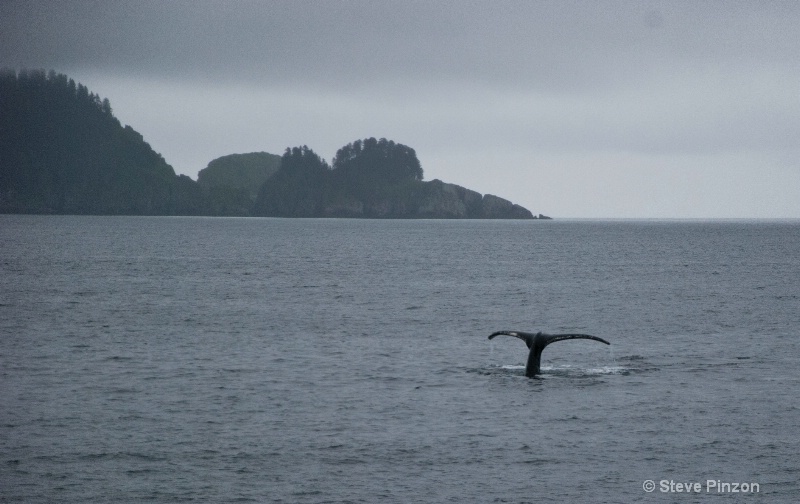 Humpback Whale diving - ID: 13073655 © Steve Pinzon