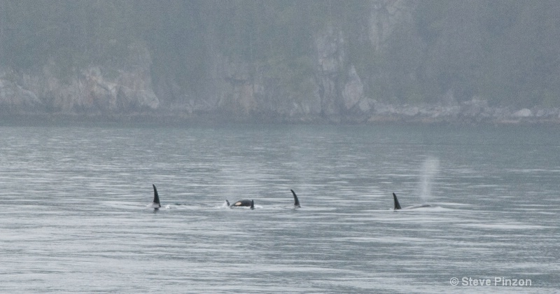 Orcas - ID: 13073657 © Steve Pinzon