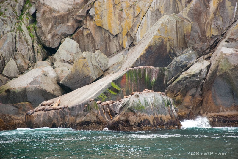 Sea lions - ID: 13073659 © Steve Pinzon