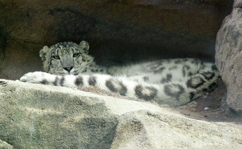 Snow Leopard - ID: 13073661 © Steve Pinzon