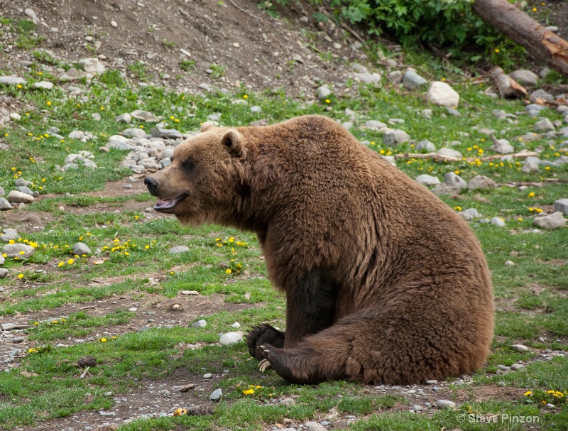 Brown Bear - ID: 13073663 © Steve Pinzon
