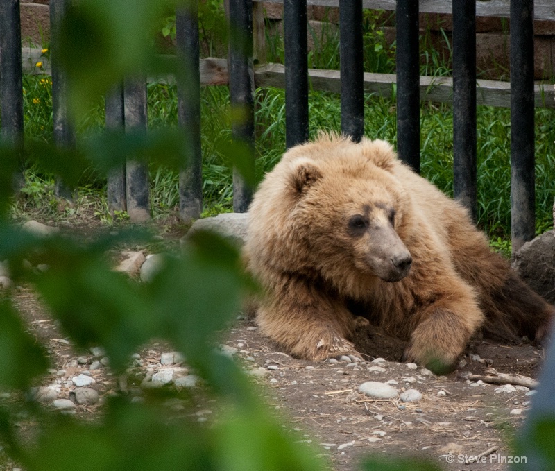 Grizzley Bear - ID: 13073665 © Steve Pinzon