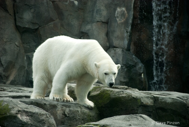 Polar Bear dry - ID: 13073666 © Steve Pinzon