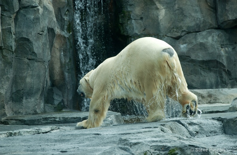 Polar Bear wet - ID: 13073667 © Steve Pinzon