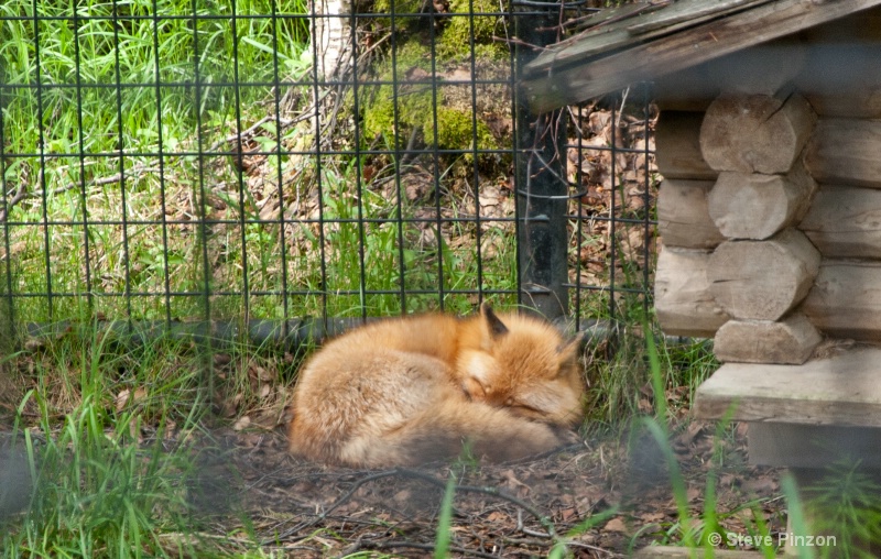 Red Fox - ID: 13073668 © Steve Pinzon