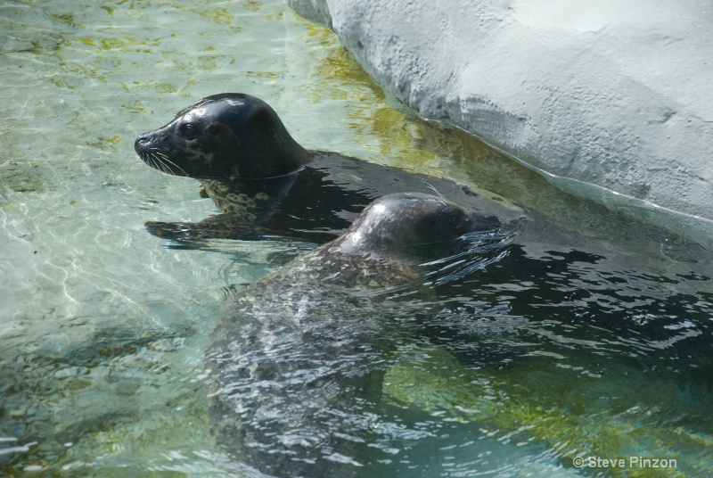 Harbor Seals - ID: 13073669 © Steve Pinzon