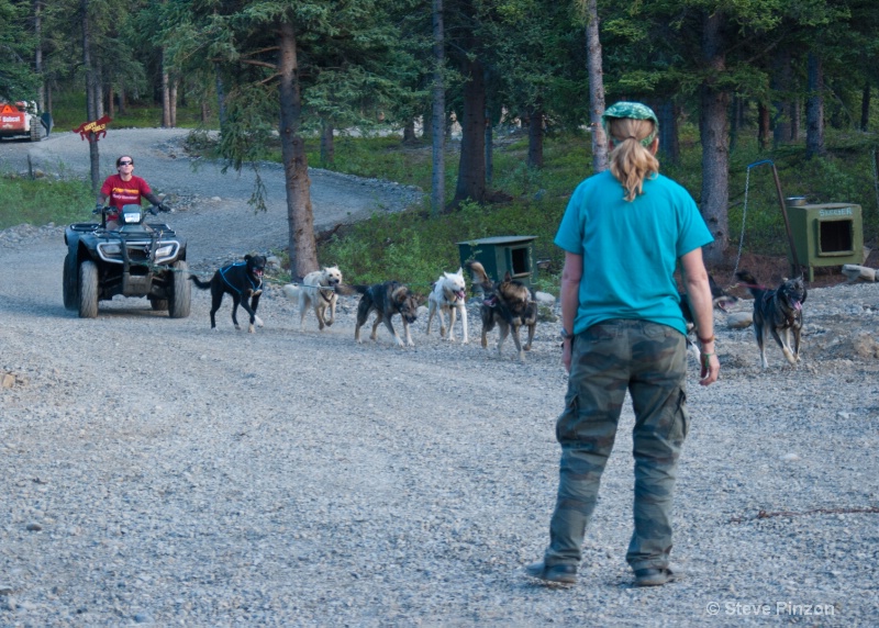 Summer workout for sled dogs - ID: 13073670 © Steve Pinzon